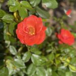 Roses 25