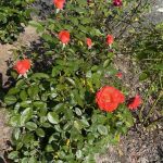 Roses 26