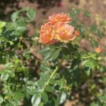 Roses 4