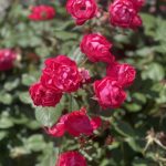 Roses 7