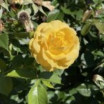 Roses 8