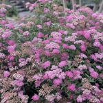 Spiraea 2