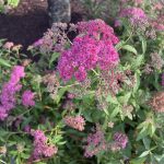 Spirea