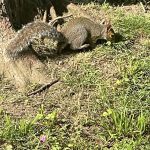 Squirrel 2