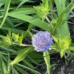 Stokesia