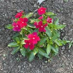 Vinca