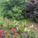 Vinca and Other Flowers