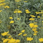 Yarrow