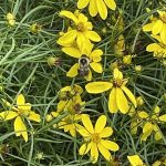 Bee and Coreopsis