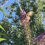 Butterfly 5
