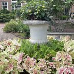 Caladium