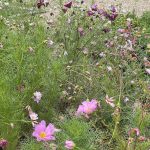 Cosmos Bipinnatus