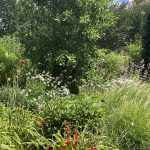 Day Lilies 2