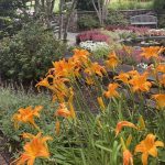 Day Lilies 3