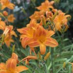 Day Lilies 4