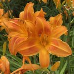 Day Lilies 5