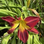 Day Lily