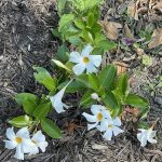 Dipladenia