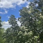 Dogwood