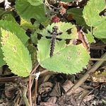 Dragonfly 2