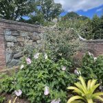 Flowers at Lewis Ginter Botanical Garden