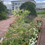 Flowers at Lewis Ginter Botanical Garden 2