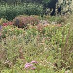 Flowers at Lewis Ginter Botanical Garden 3