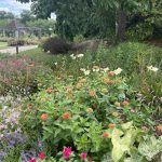 Flowers at Lewis Ginter Botanical Garden 4