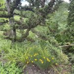 Flowers at Lewis Ginter Botanical Garden 5