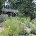 Flowers at Lewis Ginter Botanical Garden 8