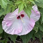 Hibiscus