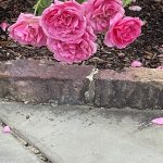 Large Flower Climbing Rose