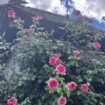 Large Flower Climbing Rose 2