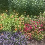 Lavender, Zinnia, and Vinca