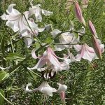 Lilies 2