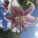 Lilies 3
