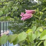 Lilies 5