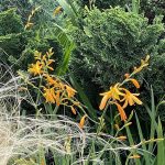 Lilies 6