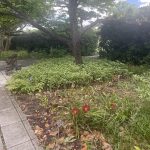 Lilies 7