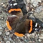 Red Admiral Butterfly