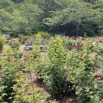 Rose Garden