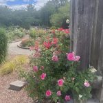 Rose Garden 2