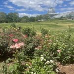Rose Garden 3