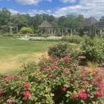 Rose Garden 4