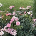 Roses 2