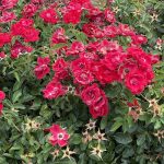 Roses 3