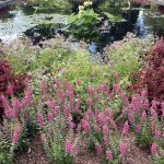 Snapdragon and Water Lilies