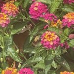 Snowberry Clearwing Moth and Lantana