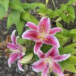 Stargazer Lilies