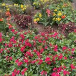 Vinca, Zinnia, and Coleus